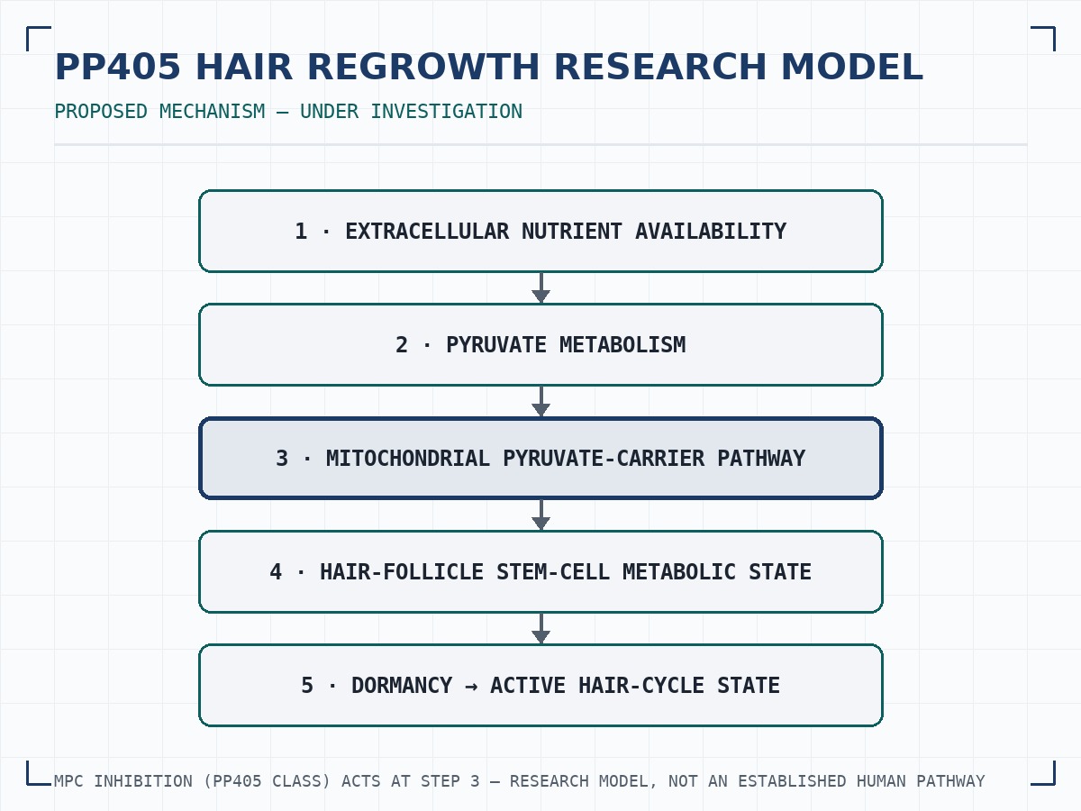 PP405 hair regrowth research model illustration: follicular cross-section with the proposed metabolic pathway from pyruvate handling to hair-follicle stem-cell state